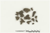 藏品(葉蘚目)的圖片